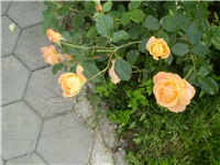 66242f2f-Picture 513.jpg